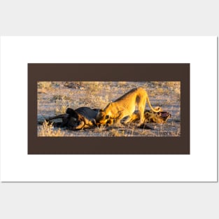 Lion with wildebeest kill. Posters and Art